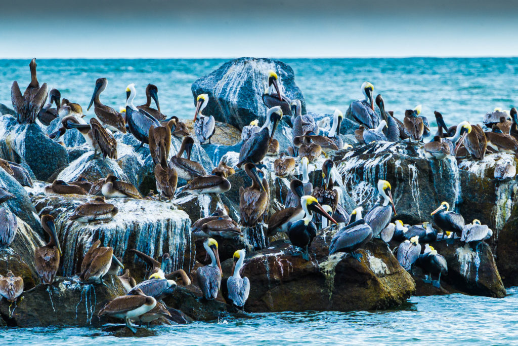 PELICANS ROOST