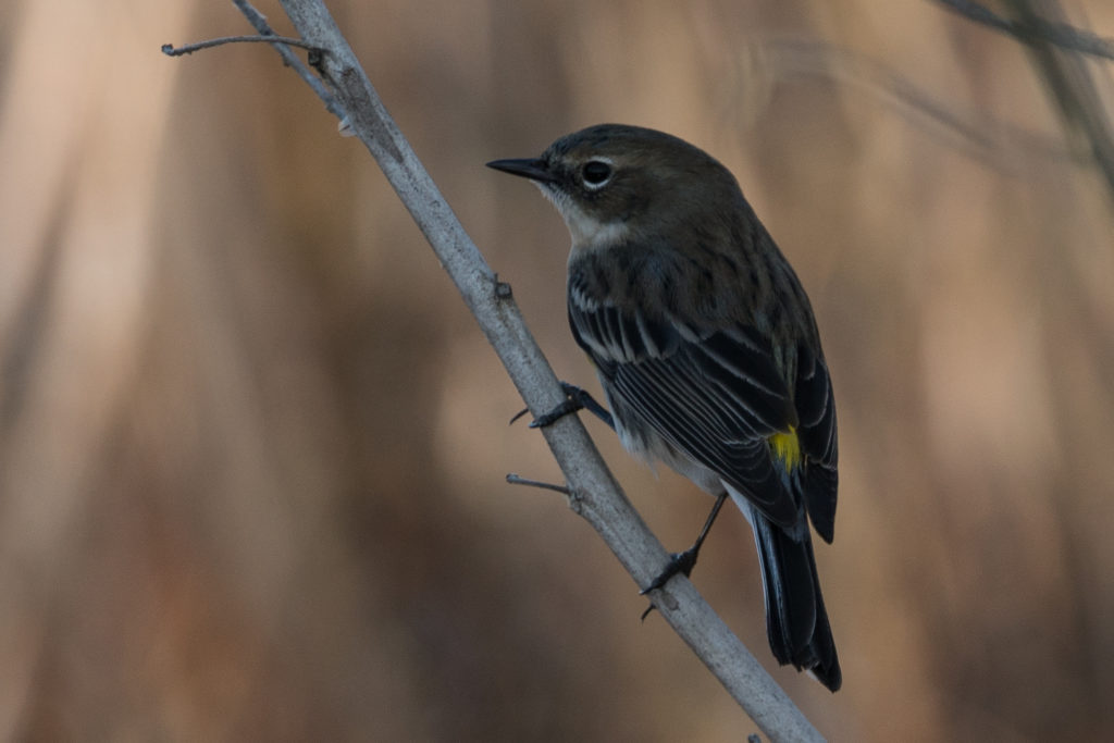 YELLOW-RUMPED WARBLER