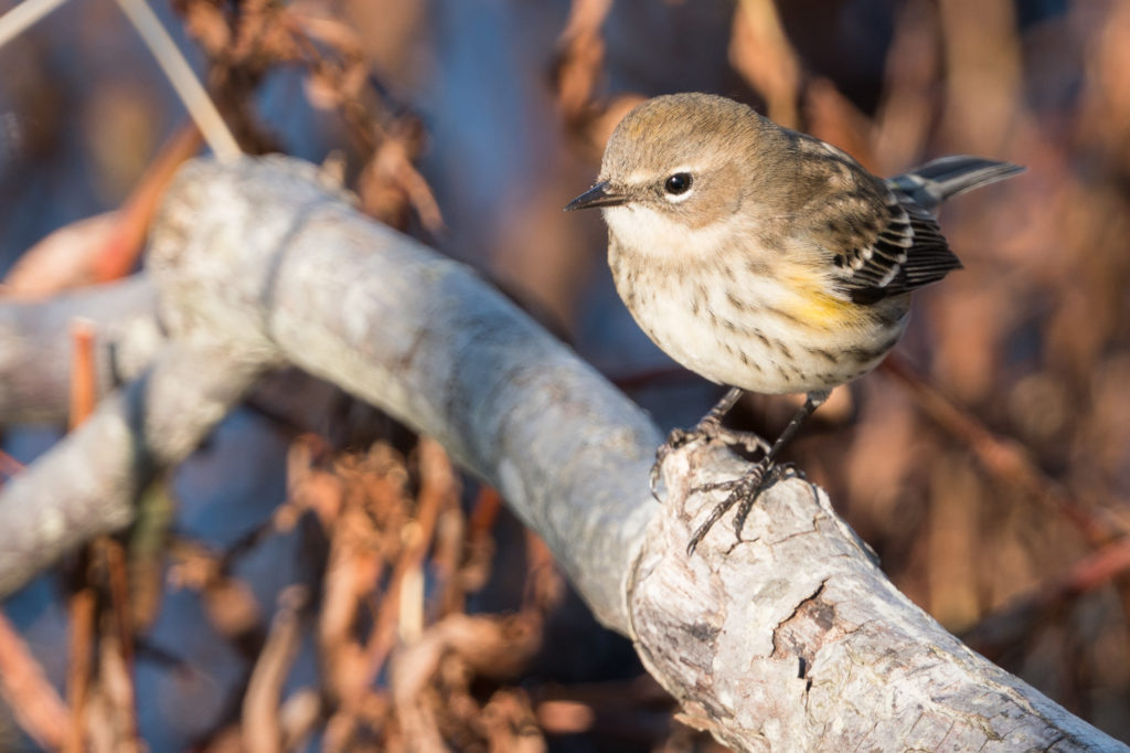 YELLOW-RUMPED WARBLER