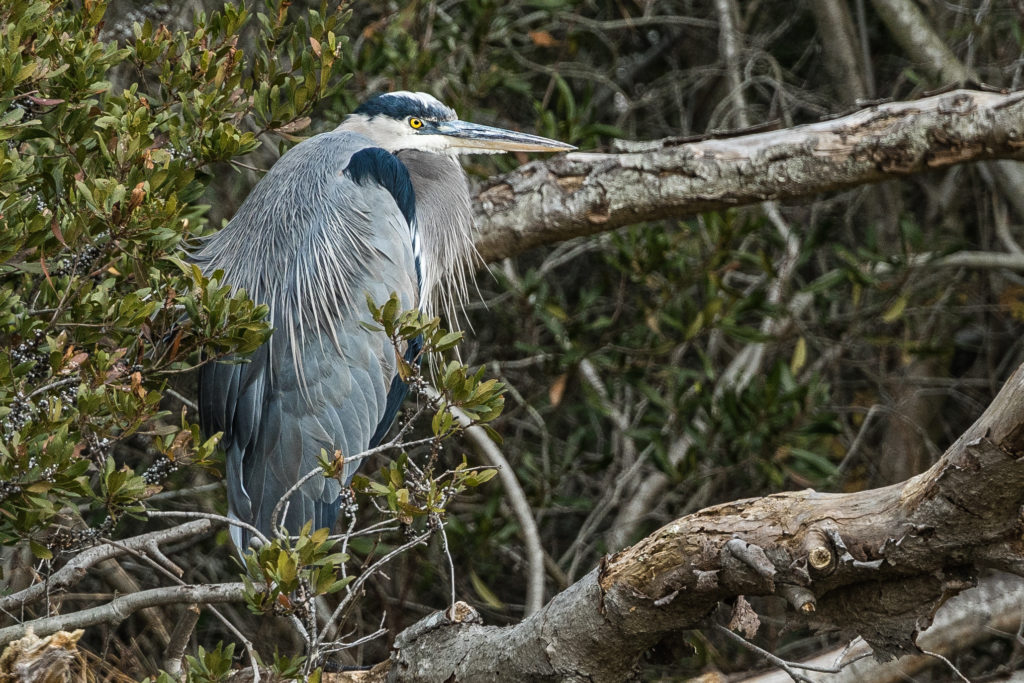 BLUE HERON