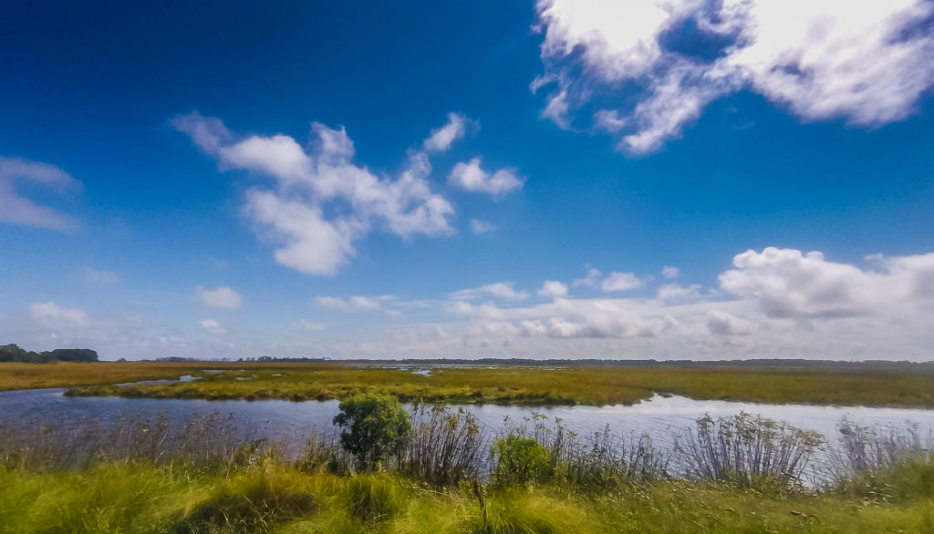 DISTANT-MARSH