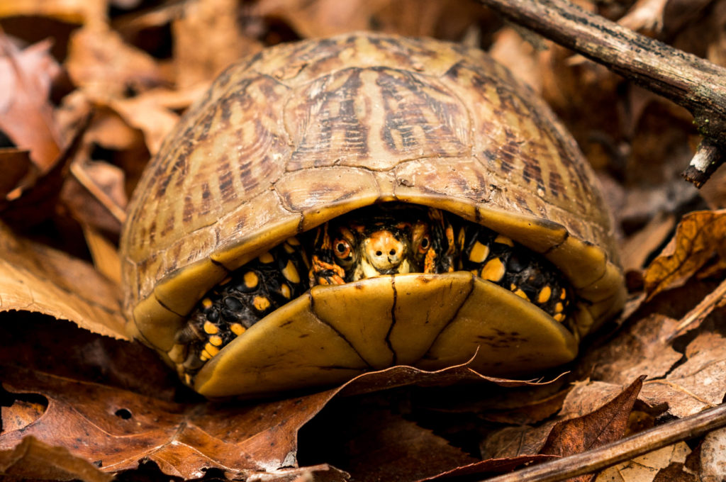 PAINTED TURTLE