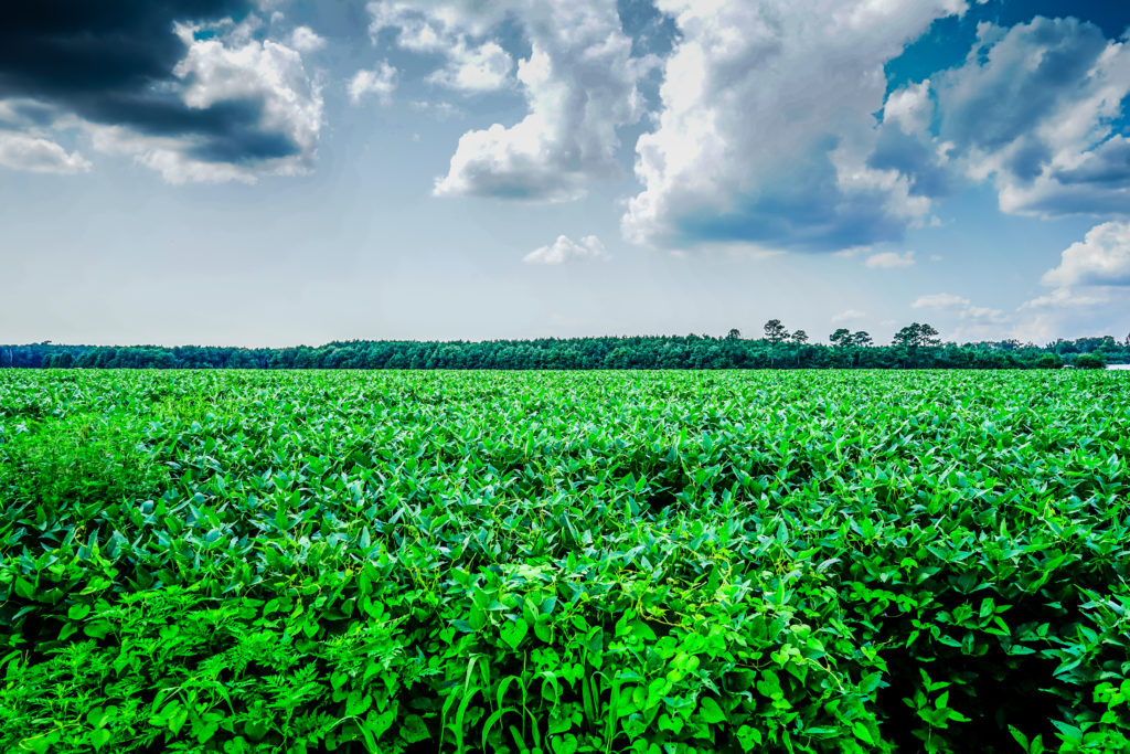 FARM FIELDS