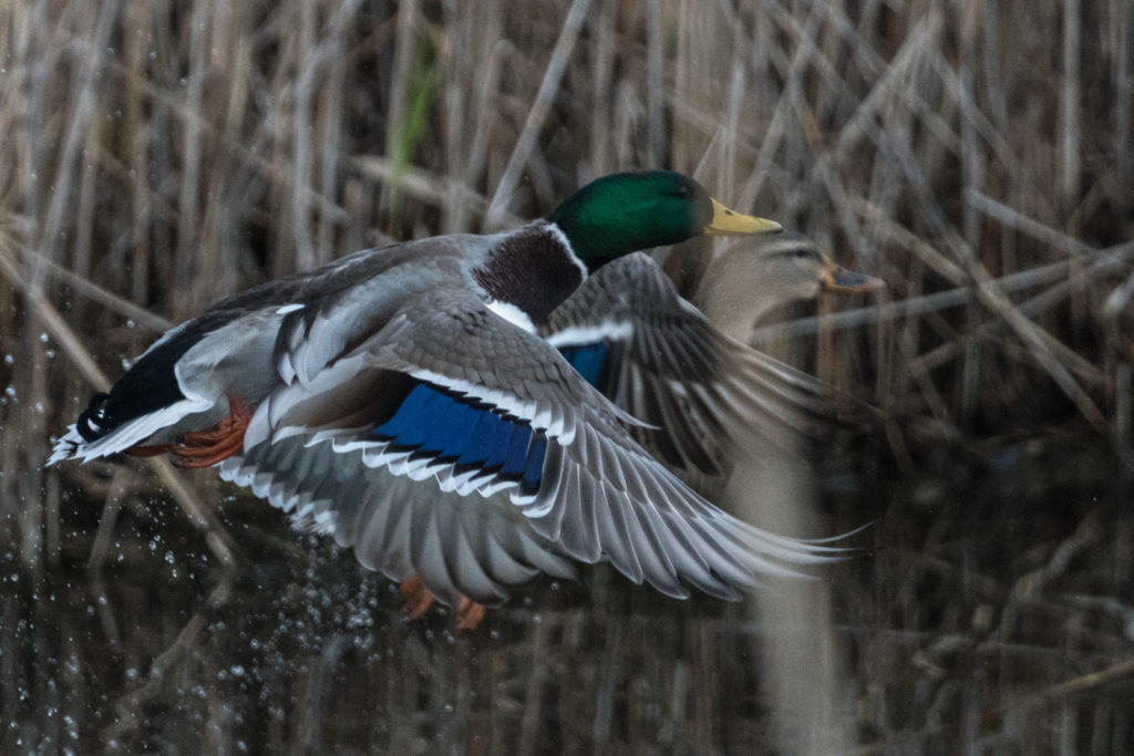 FLIGHTY PAIR OF MALLARDS