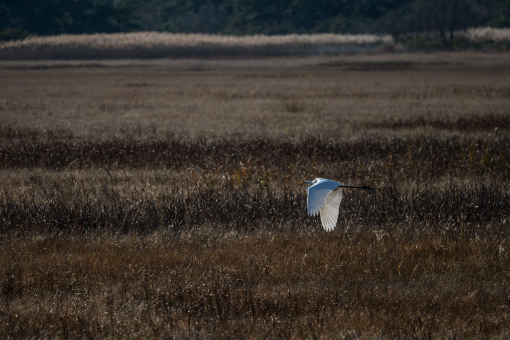 GREAT EGRET