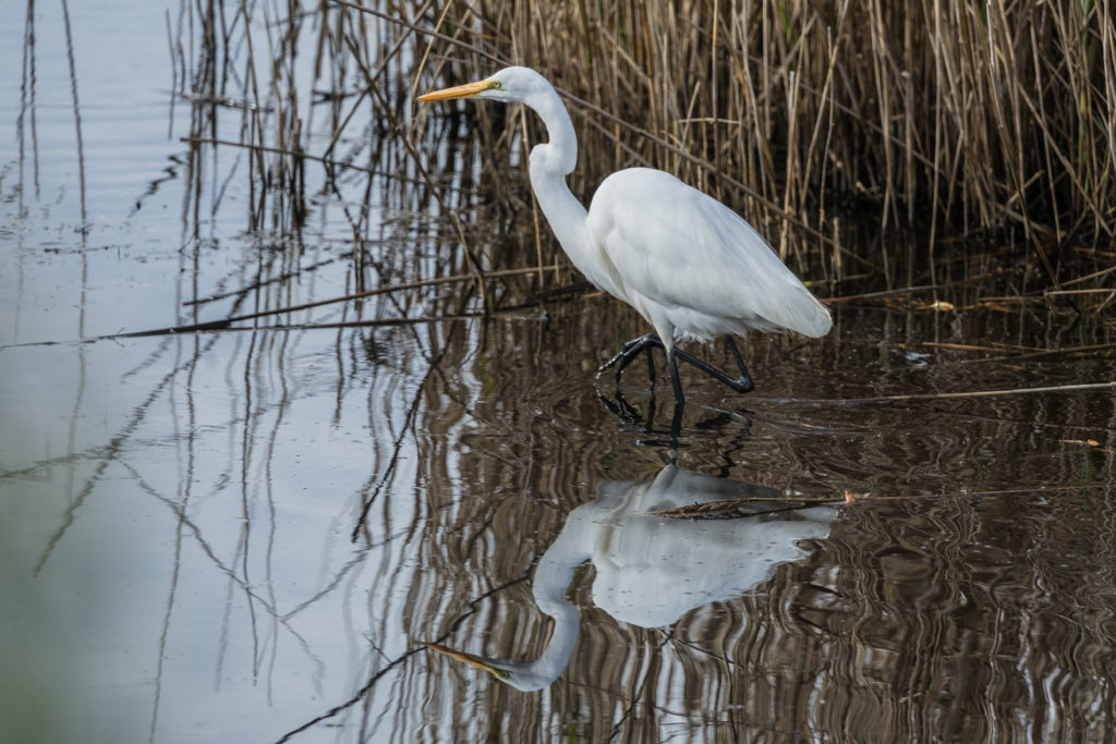 GREAT EGRET HUNTING