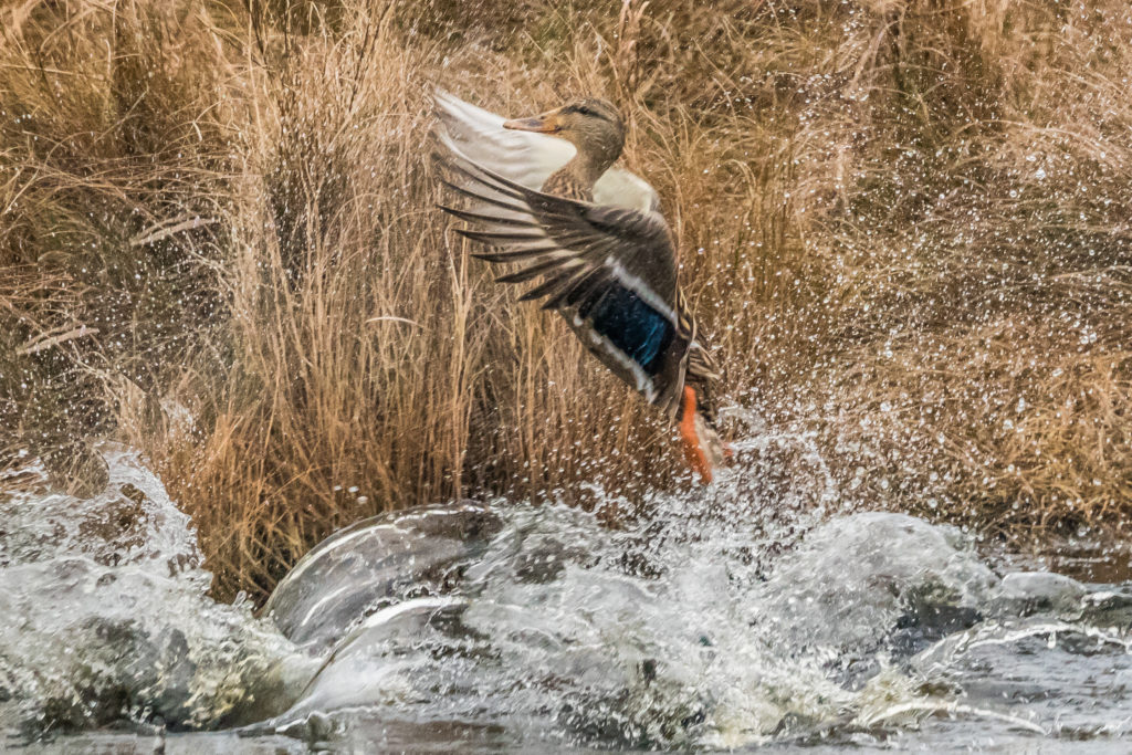 HEN MALLARD VERTICAL