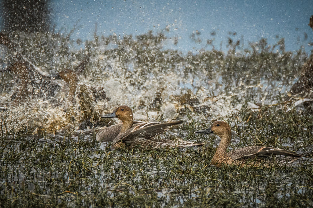 HEN PINTAILS