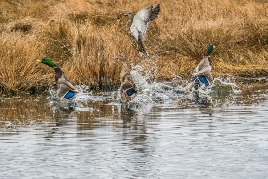 MALLARDS VERTICAL