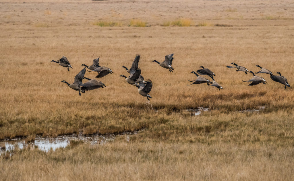 MARSH GEESE