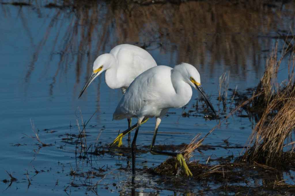 SNOWY EGRETS