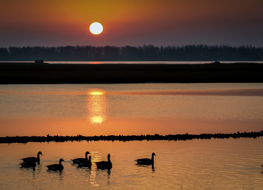 SUNRISE GEESE