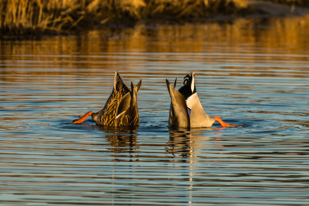 TIPPING MALLARDS