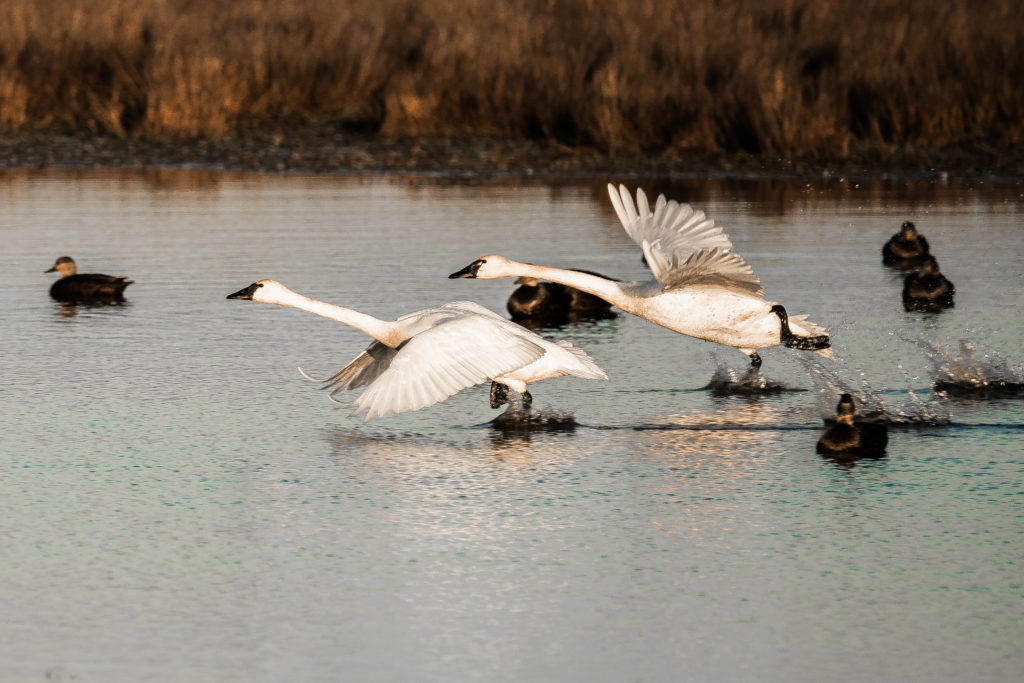 TUNDRA SWANS