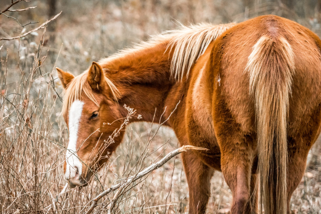 WILD PONY